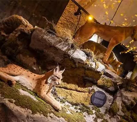 Carmen Kuca Za Odmor Sa Wellnessom,sunger
